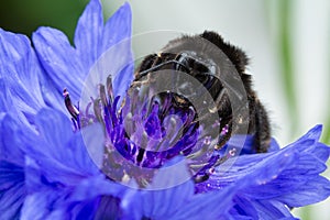 Bee on a Cornflower