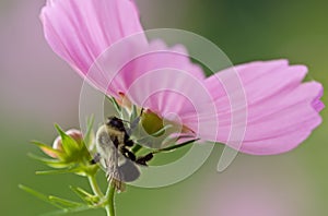 Bee on Cosmos