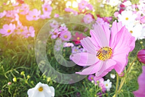 Bee on Cosmos flowers colurful field