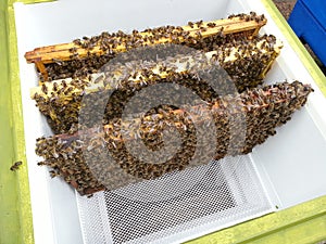 Bee covered frames in beehive