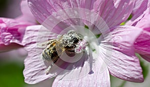 Bee covered in pollen