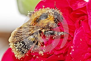 A bee covered in pollen