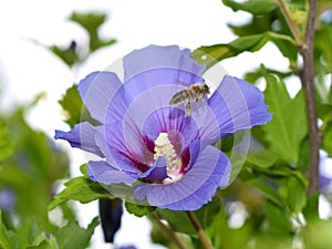 Bee covered with pollen flying from a flower of Hibiscus syriacus 'Blue Bird'