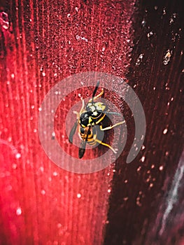 bee crawling flying on wood macro shooting sleepy cold