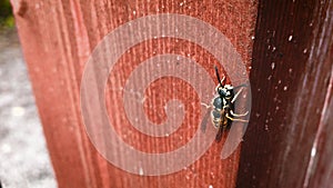 bee crawling flying on wood macro shooting sleepy cold