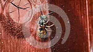 bee crawling flying on wood macro shooting sleepy cold