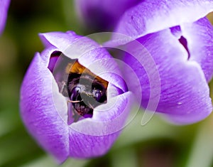 Bee in crocus