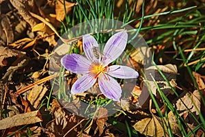 Bee in the Crocus