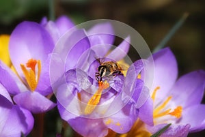 Bee and crocus flower