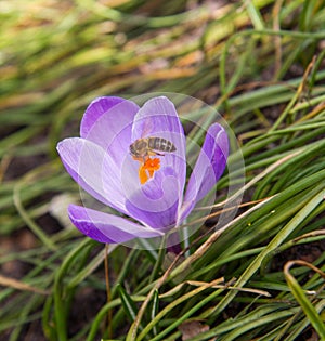 Bee on crocus flower