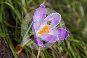 Bee on crocus flower