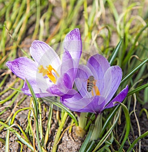 Bee on crocus flower