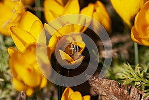 Bee and Crocus Flowers