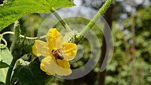 Bee on a cucumber flower