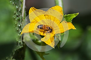 Bee and cucumber flower.