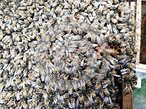 bee culturing, worker bees and the queen bee in the artificial honeycomb, wood frame