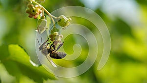 bee on currant flower, spring garden