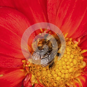 Bee on dahlia flower