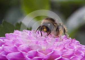 Bee on Dahlia Pompon