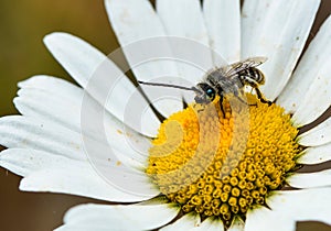 Bee on a daisy