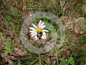 Bee on Daisy