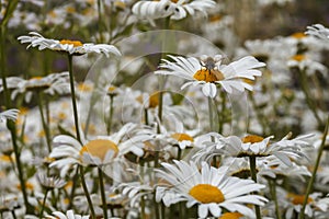 A bee on a daisy in a field of many white daisies