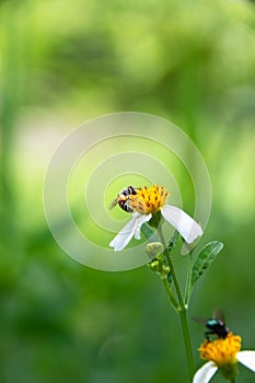 Bee on daisy flower