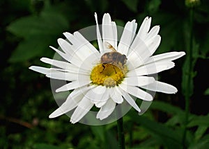 Bee on a Daisy Flower photo