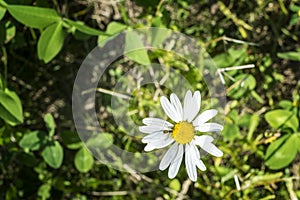 Bee on a Daisy