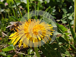 Bee on dandelion