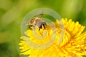 Bee dandelion