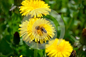 A bee on a dandelion