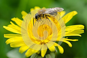 Bee on a dandelion