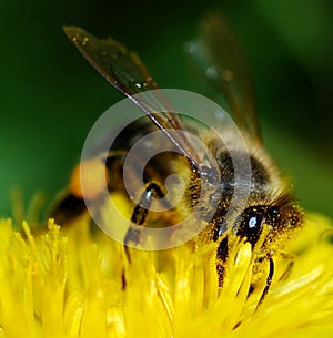 Bee on dandelion