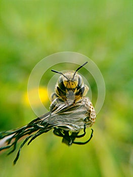 Bee on dandelion