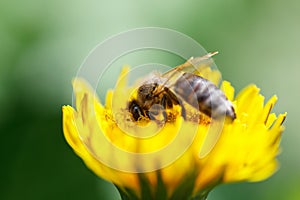 Bee and dandelion