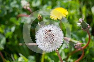 Bee on a dandelion