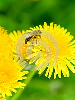 Bee on a Dandelion