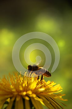 Bee on a dandelion.
