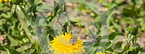 Bee on Dandelion Blossom photo
