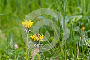 Bee on a dandelion