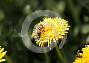 Bee on dandelion collecting nectar, yellow spring flowers, environment, ecology