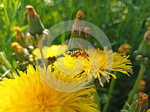 Bee on dandelion in the field. Taraxacum officinale