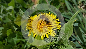 Bee on the dandelion flower