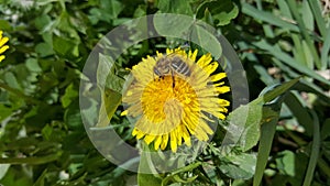 Bee on the dandelion flower