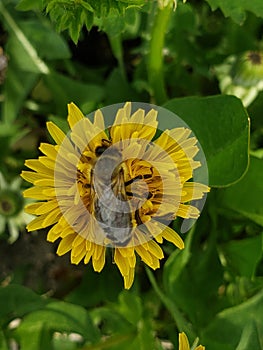 bee on a dandelion flower collecting pollen