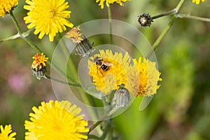 Bee on dandelion flowers in a garden