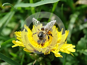 bee on a dandelion