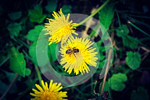 Bee on a dandelion pollinating