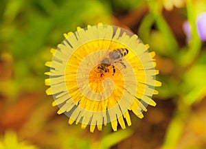 Bee on dandelion